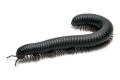 Spiropoeus fischeri adult